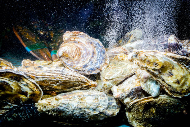 istock Shells, oysters for sale, sea clams inside aquarium in a restaurant 1149437122
