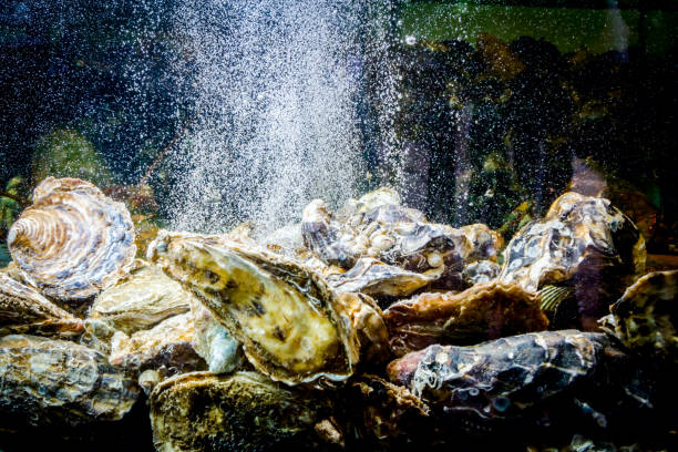 istock Shells, oysters for sale, sea clams inside aquarium in a restaurant 1149438536