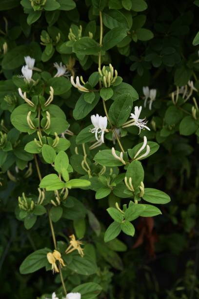 istock Japanese honeysuckle flowers 1149438923