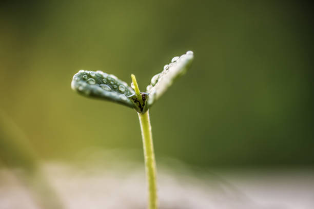 Green plants in nature blurred background.