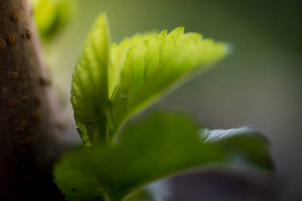 Close up on mulberry trees in nature.
