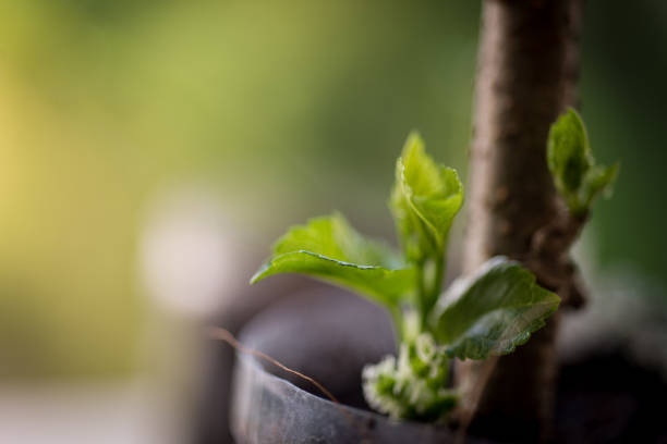 istock Close up on mulberry trees in nature. 1149439341
