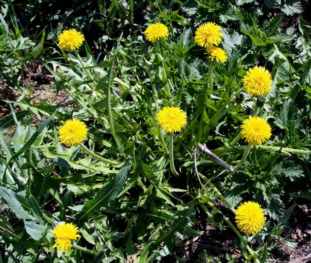 istock bloomed the first spring flowers dandelions, macro, narrow focus area 1149445641