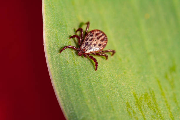 istock A dangerous parasite and infection carrier mite 1149448322