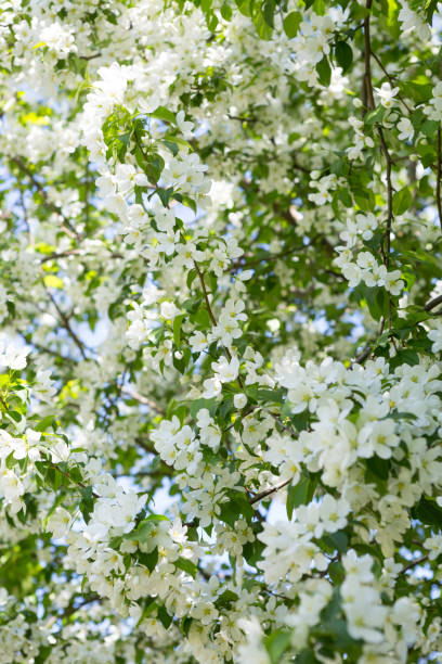 istock Apple trees branches in white blossom flowers 1149450712