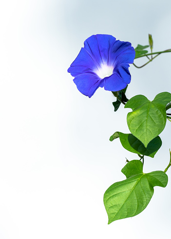 Close up Blue Flower of Morning Glory