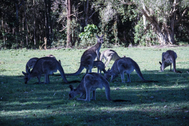 istock Troop of kangaroos feeding under tree's shadow. Close up 1149453868