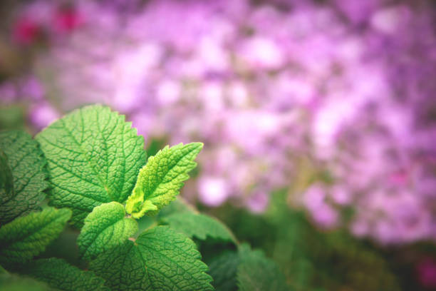 Fresh green pepper mint leaves on blurred vivid pink flower background.