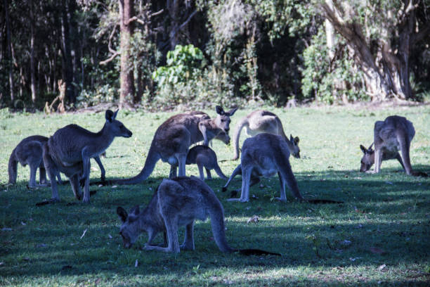 istock Troop of kangaroos feeding under tree's shadow. Close up 1149457569