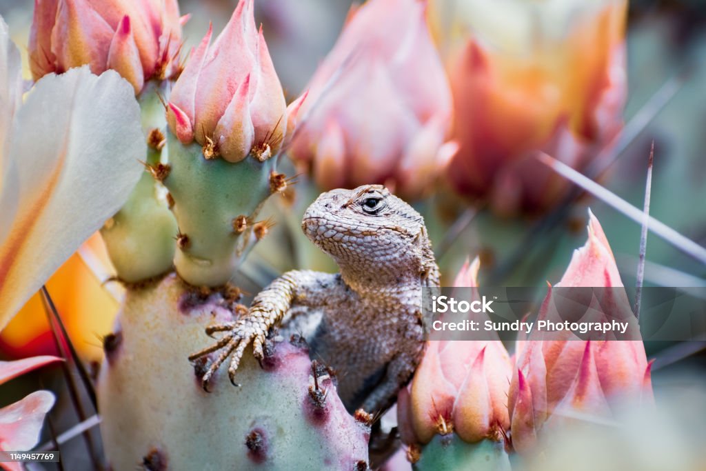 Western fence lizard (Sceloporus occidentalis) sitting among blooming Prickly Pear (Opuntia fragilis) cactus flowers ; San Francisco bay area, California; side view; blurred background Animal Body Part Stock Photo