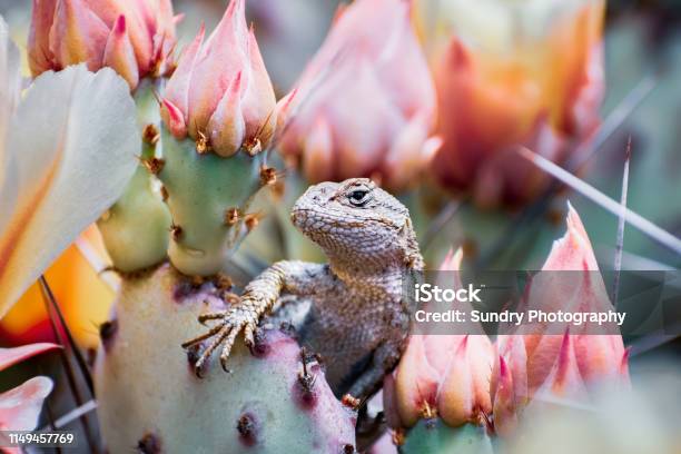 Western Fence Lizard Cactus Flowers San Francisco Bay Area California Side View Blurred Background Stock Photo - Download Image Now