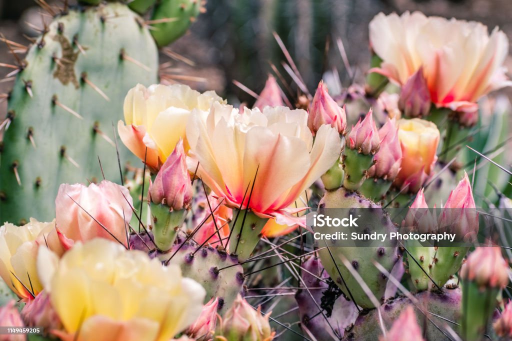 Flores De Cactus De Nopal California Foto de stock y más banco de imágenes de  Cactus - iStock