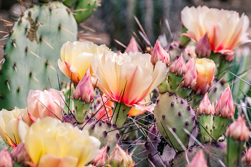 A Cactus Bloom after the summer rains