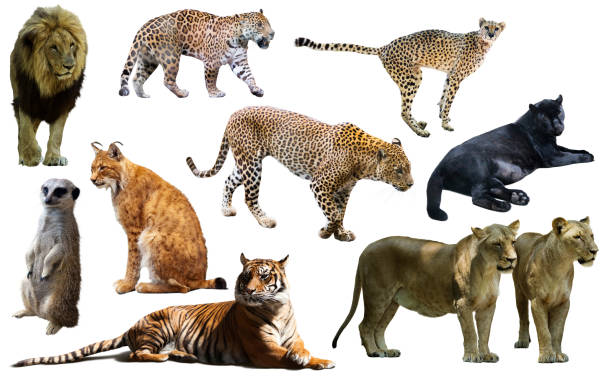 istock Set of wild mammals isolated over white 1149460472