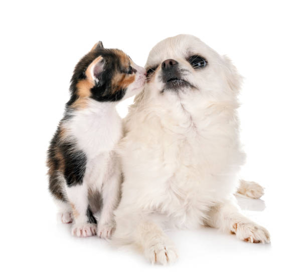 istock moggy kitten and chihuahua 1149460537
