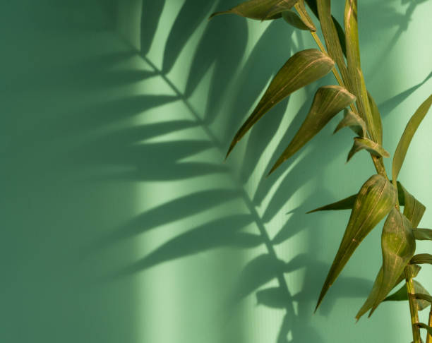 istock flower on a beautiful background, natural colors 1149462458