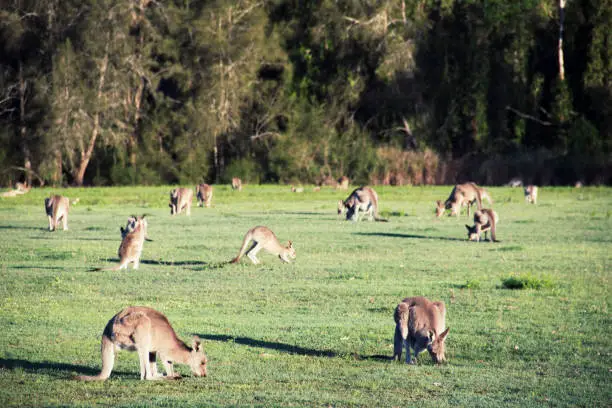 Photo of Troop of kangaroos resting and feeding in the afternoon. Summer day