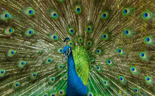 istock Portrait of a beautiful peacock 1149462856