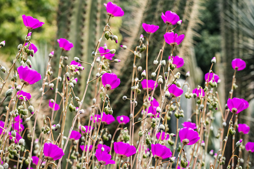 Rock Purslane (Calandrinia grandiflora) flowers, native to Chile, used as decorative plants in gardens in California