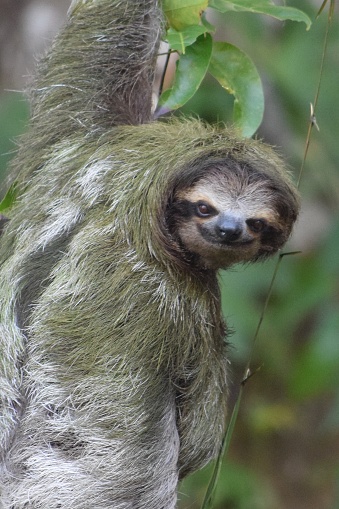 A closeup photo of a three-toed sloth hanging from a tree in a tropical rainforest.  Algae on this slow-moving creature’s back gives it a greenish int.