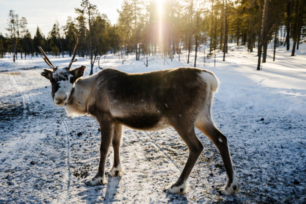 istock Reindeer in the woods 1149469713