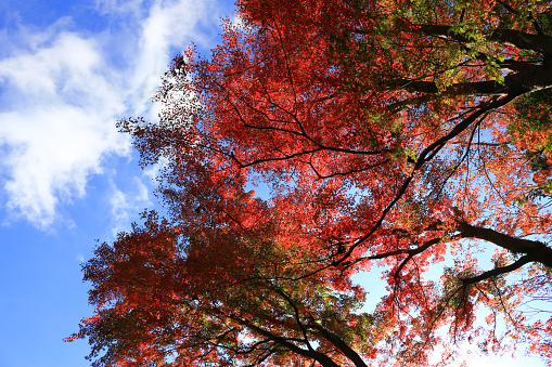 Landscape of autumn leaves