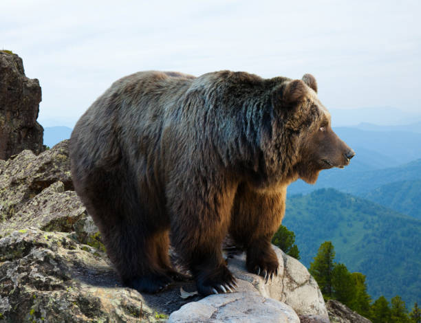 istock Brown bear on rock in wildness 1149470454