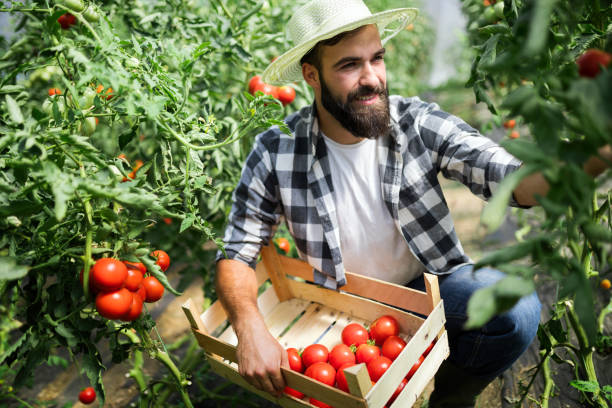 istock Friendly farmer at work in greenhouse 1149471318