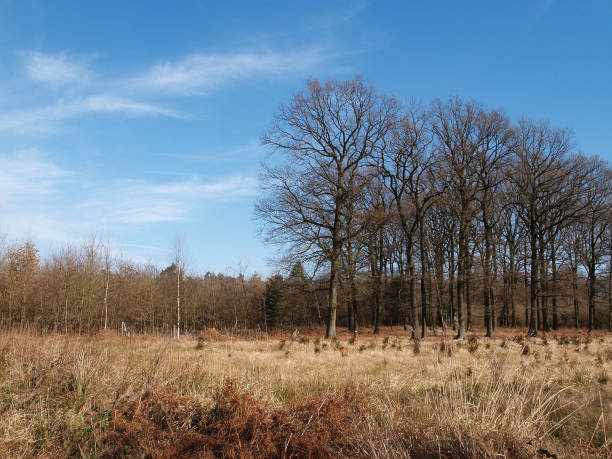 istock empty clearing in the forest in early springtime. 1149472458