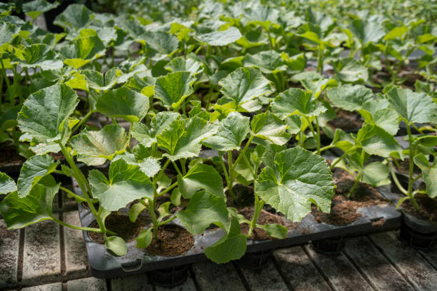 sadzonki komercyjne w tackach - planting growth plant gourd zdjęcia i obrazy z banku zdjęć