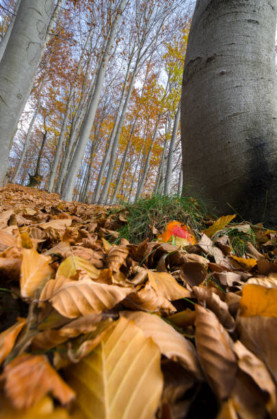 istock autumn landscape on the mountains in Italy 1149478385
