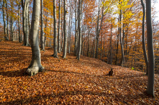 istock autumn landscape on the mountains in Italy 1149478458