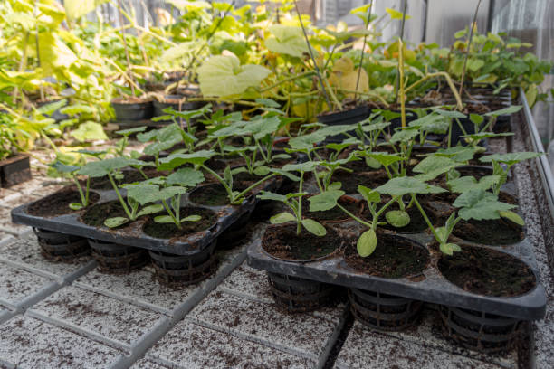 istock Commercial squash seedlings in trays 1149478806