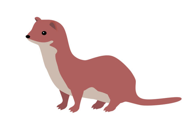 Ermine or Weasel Vector Flat Design Illustration Ermine flat style vector. Wild predatory animal. Middle, high latitudes fauna species. Weasel or sable cartoon on white background. For nature concept, children s book illustrating, printing materials sable stock illustrations