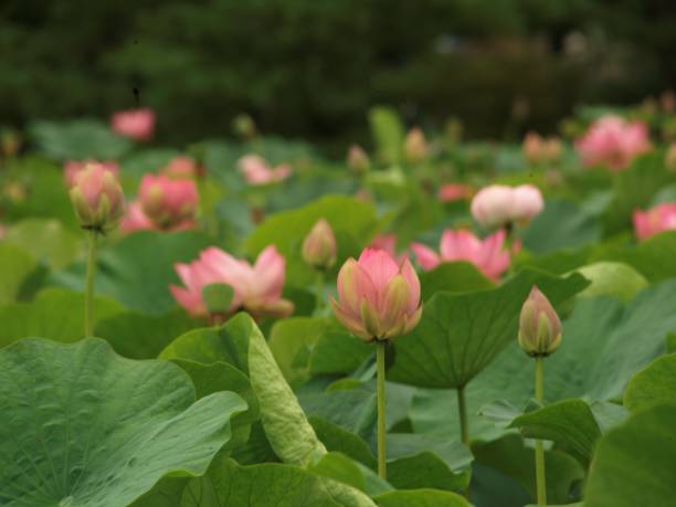 istock lotus flower in Japan 1149480486