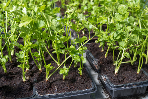 садовая петрушка в подносах для семян - cow parsley стоковые фото и изображения