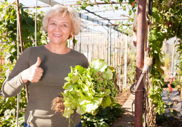 istock Woman demonstrating different varieties of lettuce 1149481580