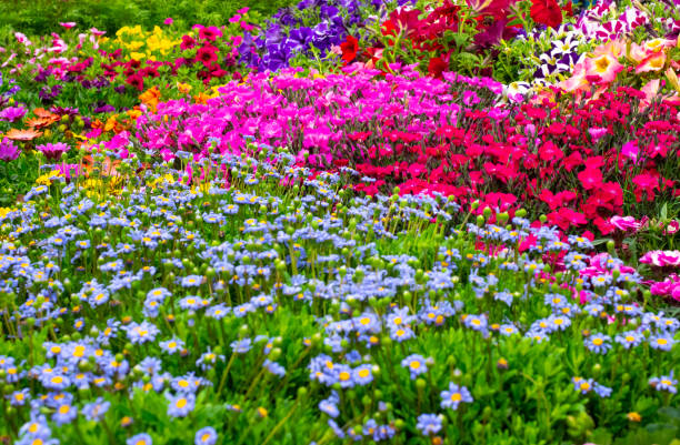 istock Garden with flowers of different colors 1149481754