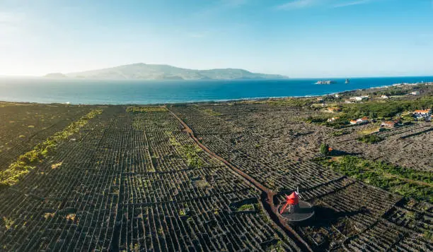 Photo of Vineyards in the Azores