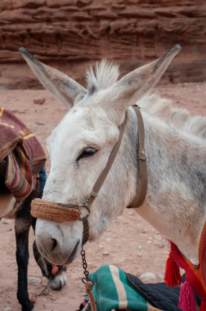 istock Mule of Petra 1149483044