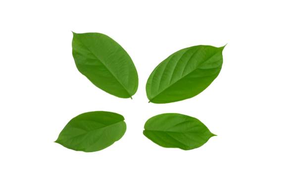 istock Fresh Green Leaves isolated on White Background 1149483623