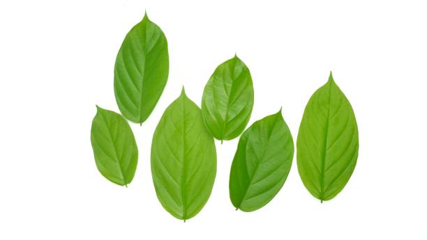 istock Fresh Green Leaves isolated on White Background 1149483662