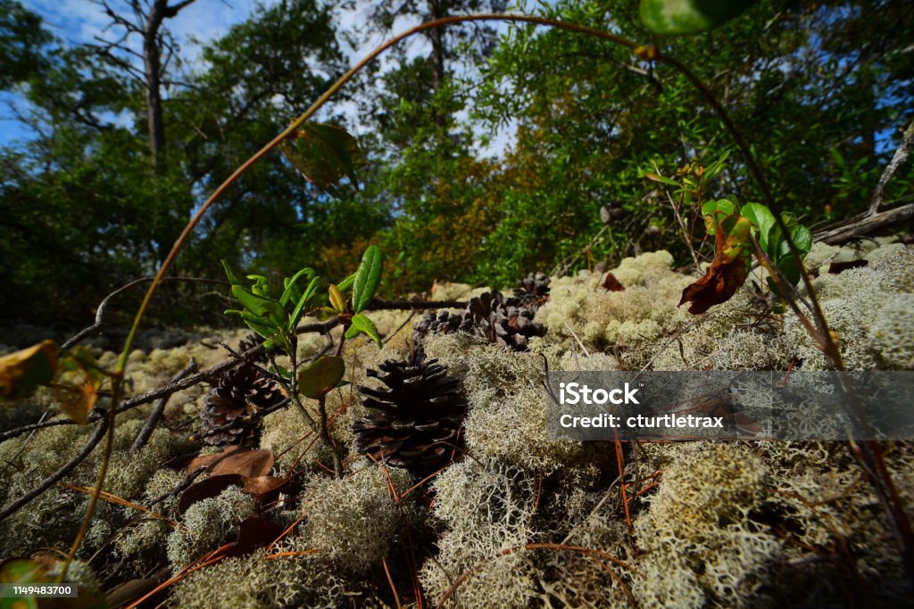 Ground level view of deer moss through arching vine with scrubby vegetation in background Ground-level view of deer moss covering the ground in a scrubby, sandy forest. Photo taken at Etoniah Creek state forest  in central Florida. Nikon D750 with Venus Laowa 15mm macro Beauty In Nature Stock Photo