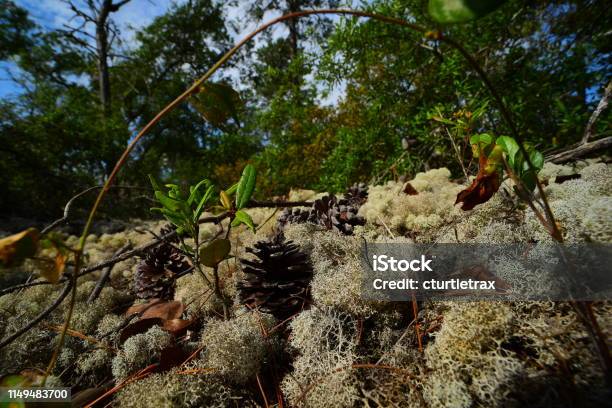 Ground Level View Of Deer Moss Through Arching Vine With Scrubby Vegetation In Background Stock Photo - Download Image Now