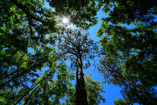 Vertical view of southern forest with mostly oak trees surrounding a central pine, with the sun  behind the top foliage. Photo taken in at Ichetucknee Springs state park in north-central, Florida. Nikon D750 with Venus Laowa 15mm macro lens.