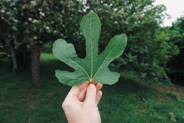 istock hand with a green leaf in the nature in summer 1149485076