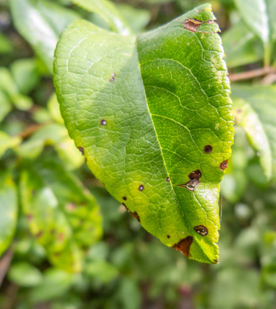 istock Details of green leaves rotting 1149485896