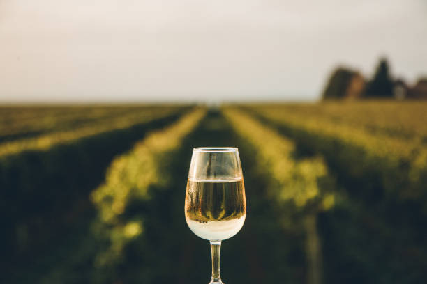 ein frisch gekühltes glas eiswein mit blick auf einen kanadischen weinberg bei einem sommer-sonnenuntergang - sunlit grapes stock-fotos und bilder