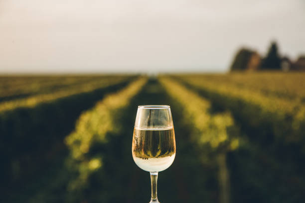 A fresh chilled glass of ice wine overlooking a Canadian vineyard during a Summer sunset A rare dessert wine produced from the juice of naturally frozen grapes that have been picked in the middle of a cold Canadian winter winery stock pictures, royalty-free photos & images