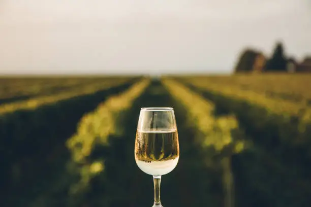 Photo of A fresh chilled glass of ice wine overlooking a Canadian vineyard during a Summer sunset